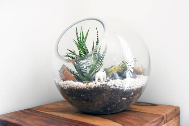 istock Terrarium on wooden stand in corner 930385118