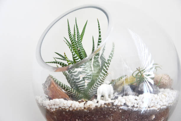 istock Terrarium closeup on white background 930385152