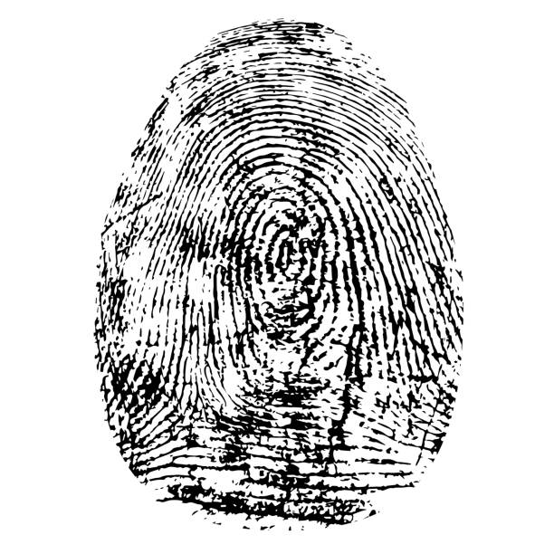 odcisk palca, wektor sylwetki. dactylogram wyizolowany na białym tle - fingerprint thumbprint human finger track stock illustrations