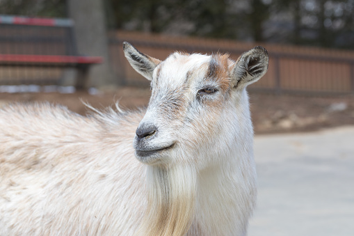 white goat sticks its head out of its wooden barn