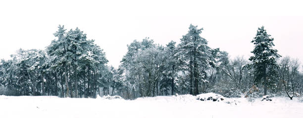 Garden under wet snowing in winter