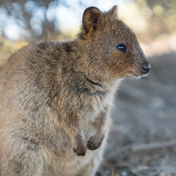 istock Wildlife of Australia 930393712