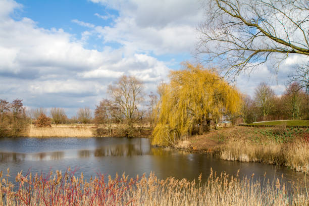 istock landscape with a pond and trees 930395958