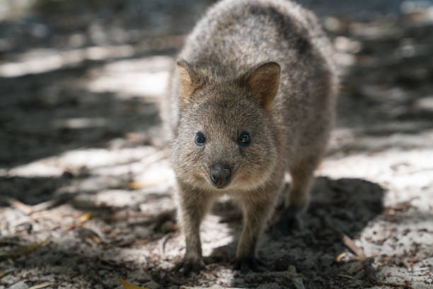 istock Wildlife of Australia 930396176