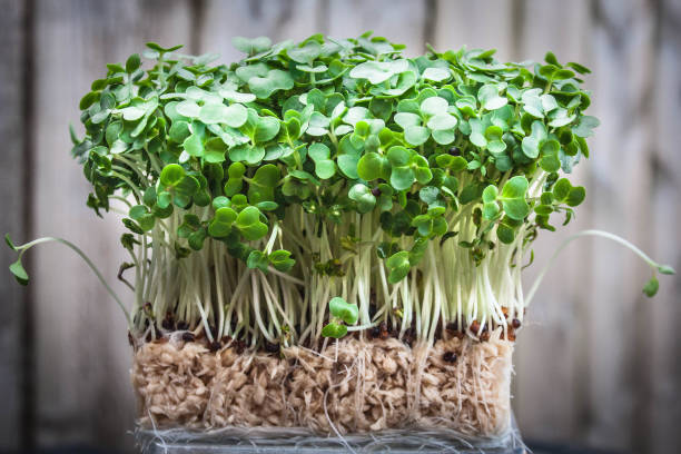 Fresh watercress bundle bunch of fresh watercress with roots watercress stock pictures, royalty-free photos & images