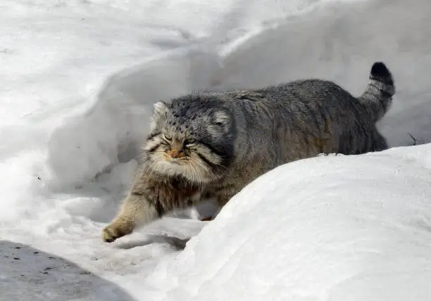 Manul cat (Felis cat) in winter