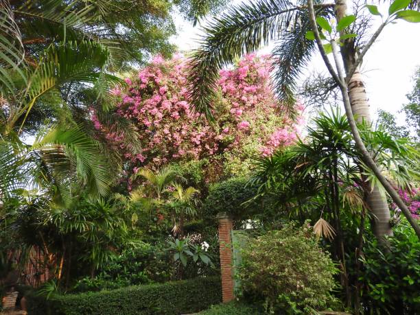istock Bouganville, Bougainvillea, Drillingsblume 930405900
