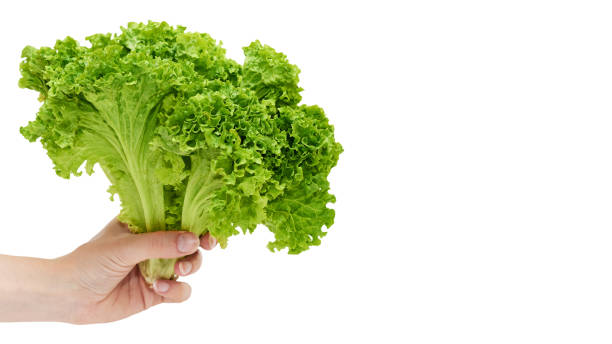 istock Female hands hold a green and fresh lettuce. Isolated on white background. copy space, template. 930406912