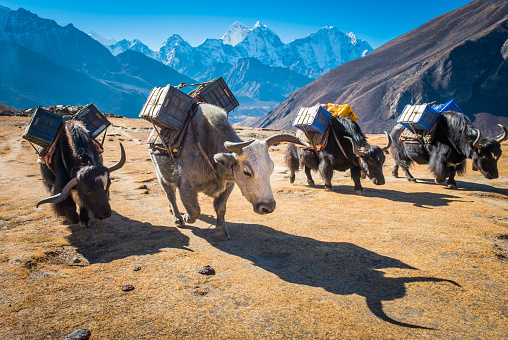 Hairy horned yaks with traditional harnesses and wooden saddles carrying expedition equipment high in the Khumbu valley of the Everest National Park, Nepal.