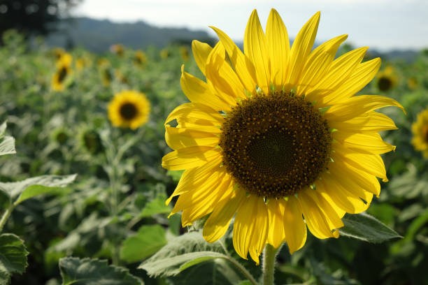 istock sunflowers field and blue sky background 930410230