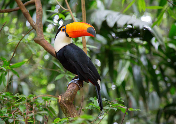Colorful tucan