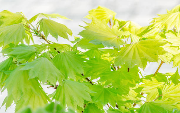 Fresh Japanese maple leaves in springtime on a sunny morning, selective focus, (Acer shirasawanum aureum)