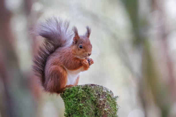 istock Red squirrel in Northumberland 930411870