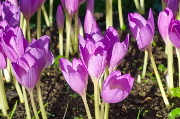 flor de violeta colchicum no jardim - crocus violet flower purple - fotografias e filmes do acervo