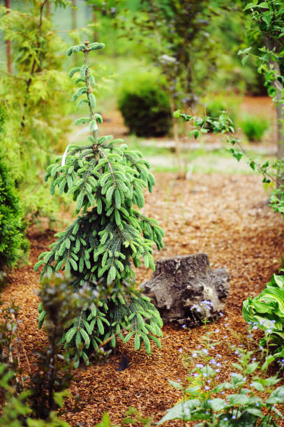 Picea (spruce) glauca pendula conifer with fresh buds in spring. Rare weeping conifer for garden collection
