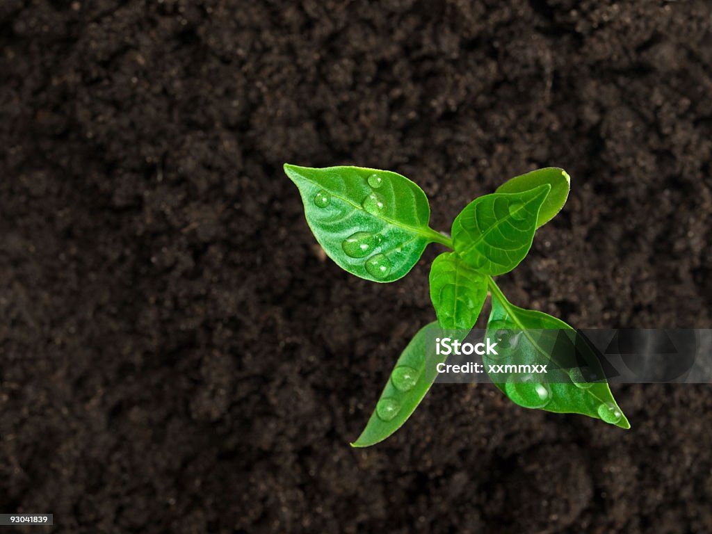 Nuevo la planta - Foto de stock de Flora libre de derechos