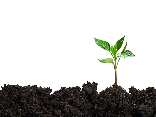 istock new plant w clipping path 93041842