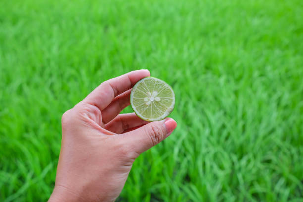 Young women showing a fresh cut lime