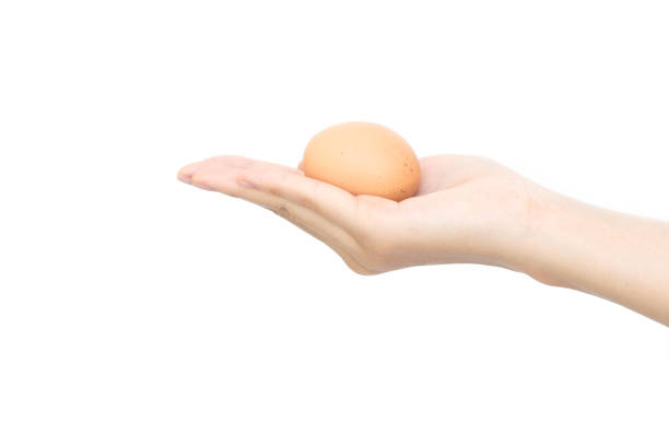 istock Woman hand with hen egg isolated on white background. 930423396