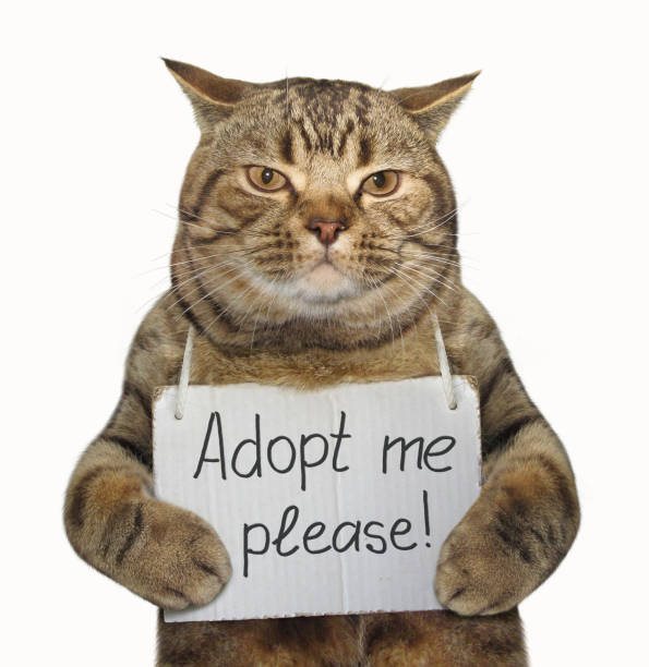 istock Cat needs a new family 930423450