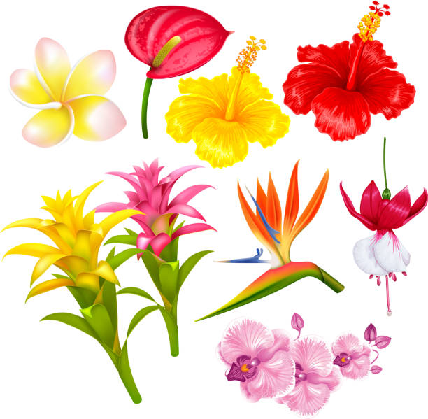 ilustraciones, imágenes clip art, dibujos animados e iconos de stock de conjunto de flores exóticas tropicales - hawaiian orchid