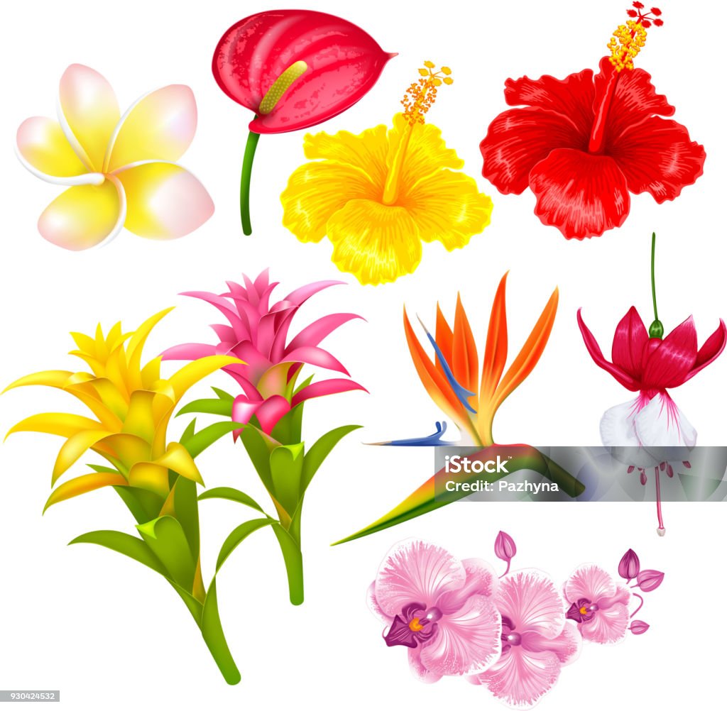 Ensemble De Fleurs Exotiques Tropicales Vecteurs libres de droits et plus  d'images vectorielles de Fleur - Flore - Fleur - Flore, Culture hawaïenne,  Hibiscus - iStock