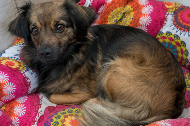 istock The dog is resting in his bed 930427674