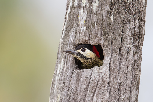 A female Green barred Woodpecker (Colaptes melanochloros) head sticking out of a nest hole in a tree trunk, Pantanal, Brazil