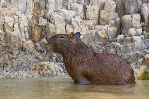 istock Capybara sat in water by a riverbank 930427888