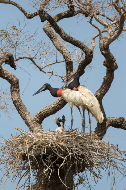 자비 루 황새 성인과 둥지에 영 - saddle billed stork 뉴스 사진 이미지