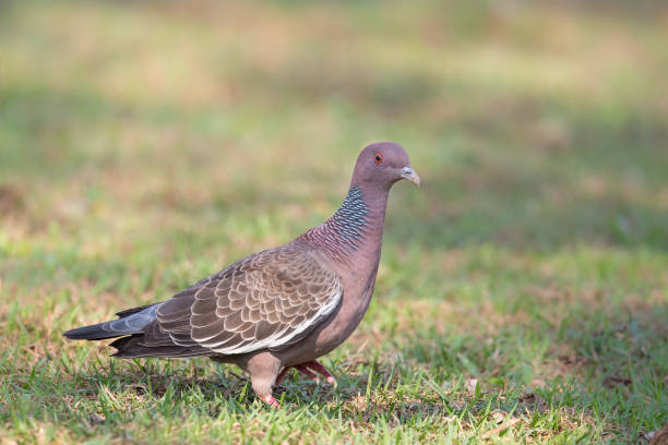 istock Picazuro Pigeon on the ground 930428016