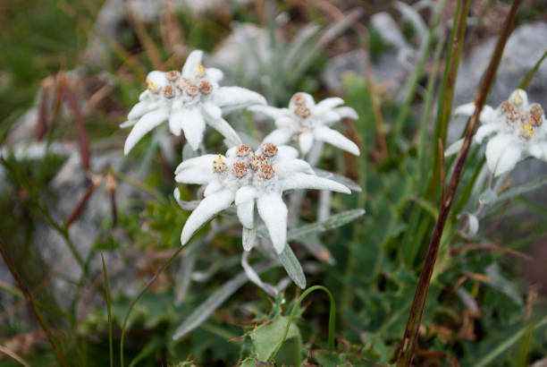 istock A group of Alpine Stars 930428166