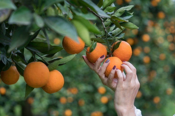 bando de laranjeira - close up women horizontal citrus fruit - fotografias e filmes do acervo