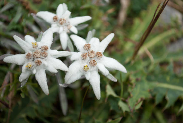 istock Three alpine stars hugged at high altitude 930428190