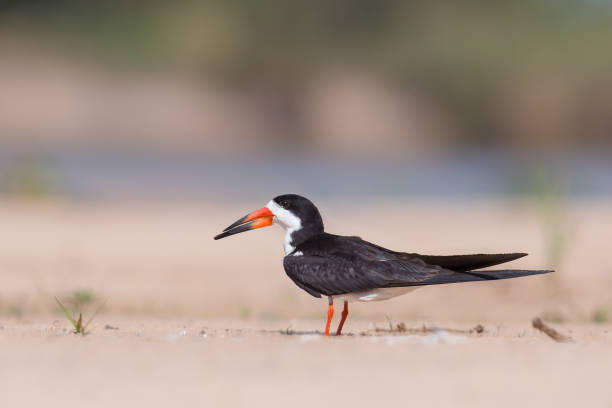 istock Black Skimmer resting on sandbar 930428286