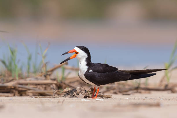 istock Black Skimmer resting on sandbar 930428420