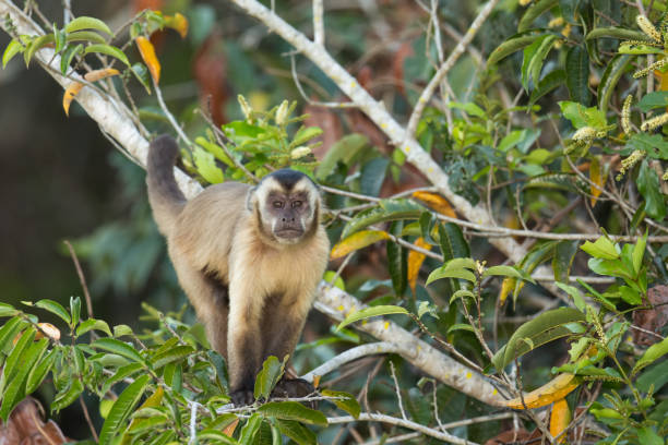 черная полосатая обезьяна капуцинов на дереве - brown capuchin monkey стоковые фото и изображения