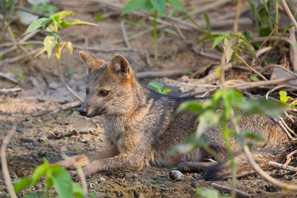 istock Crab eating Fox laid down amongst vegetation 930429210
