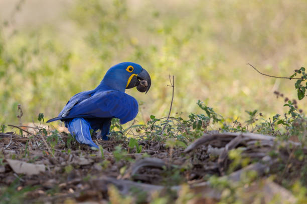 Wild Hyacinth Macaw on the ground
