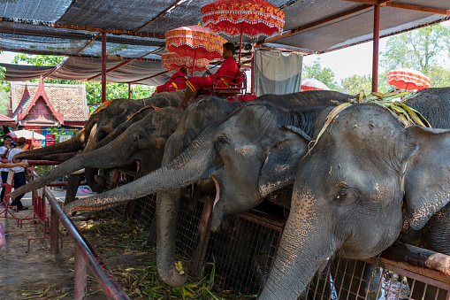Phuket,Thailand-February ,03:Elephants spending time with their caretakers at phuket elephant sanctuary