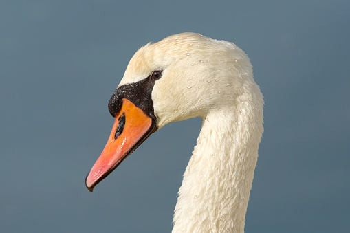 Portrait of a swan with some water drops on his head.