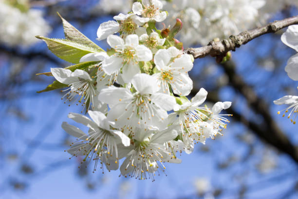 istock The first spring flowers of cherry tree 930432898