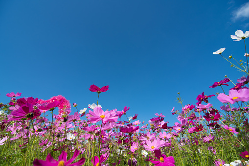 Cosmos flowers in a variety of colors in the field. There is a mountain back. Sky and clouds