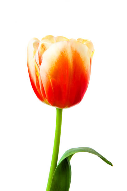 istock Beautiful tulip on a white background. Close-up. 930436246