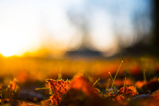 Cold fall day in the city park, sunrise