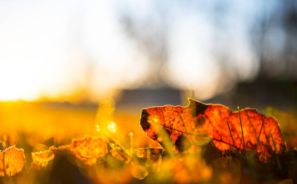 Cold fall day in the city park, sunrise