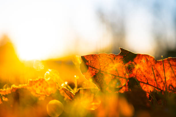 Cold fall day in the city park, sunrise