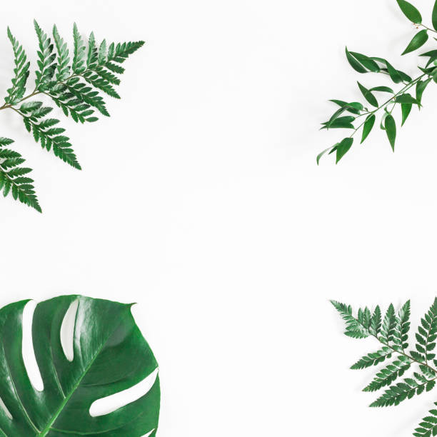 istock Green tropical leaves on white background. Flat lay, top view 930441536