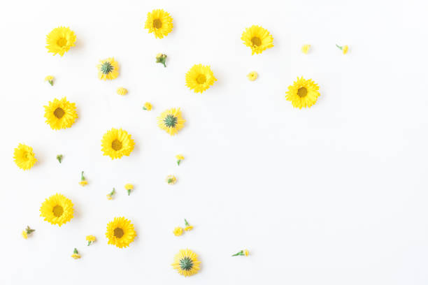 Yellow flowers on white background. Flat lay, top view