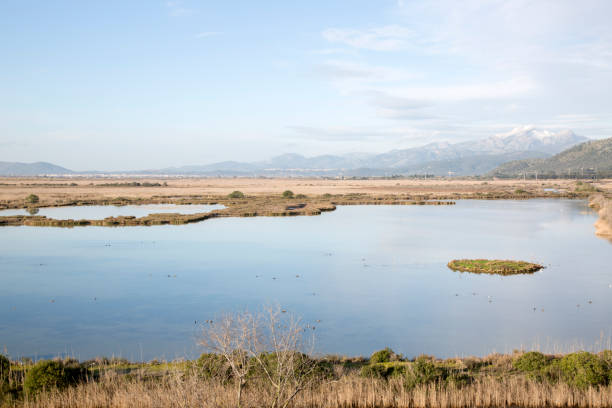 istock Albufera National Park; Alcudia; Majorca 930445606